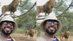 lions