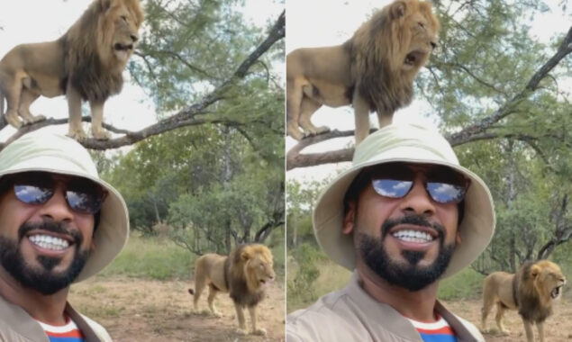 Viral: Sheikh take a selfie as lions climb tree also takes them for a walk