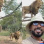 Viral: Sheikh take a selfie as lions climb tree also takes them for a walk