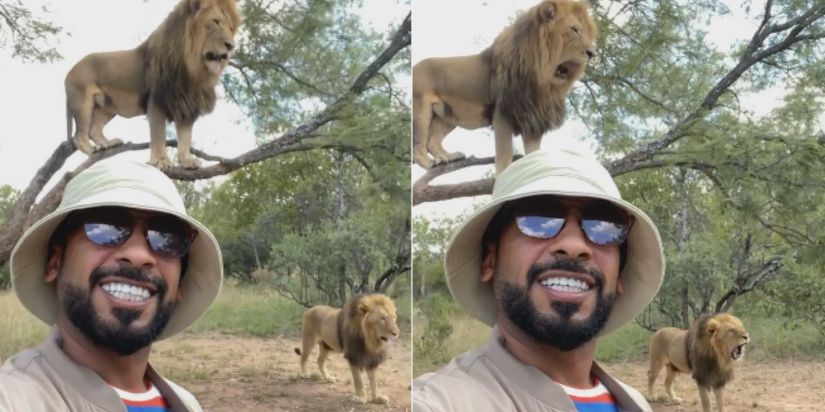 lions