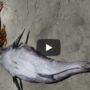 A real ‘mermaid’ video has taken the internet by storm
