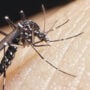 Zika virus can mutate to become more infectious and deadly