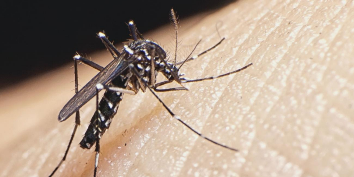 Zika virus can mutate to become more infectious and deadly