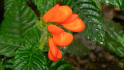 Ecuador discovers a 40-year-old extinct wildflower