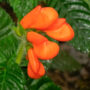 Ecuador discovers a 40-year-old extinct wildflower