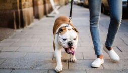 Anyone who owns a Pug or a French Bulldog should be cautious