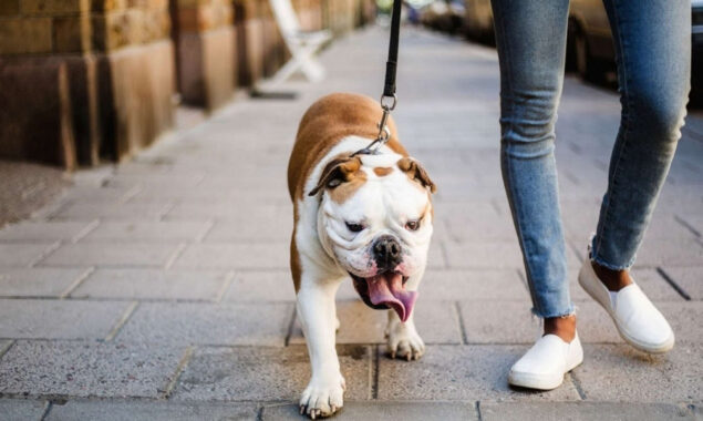 Anyone who owns a Pug or a French Bulldog should be cautious