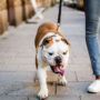 Anyone who owns a Pug or a French Bulldog should be cautious