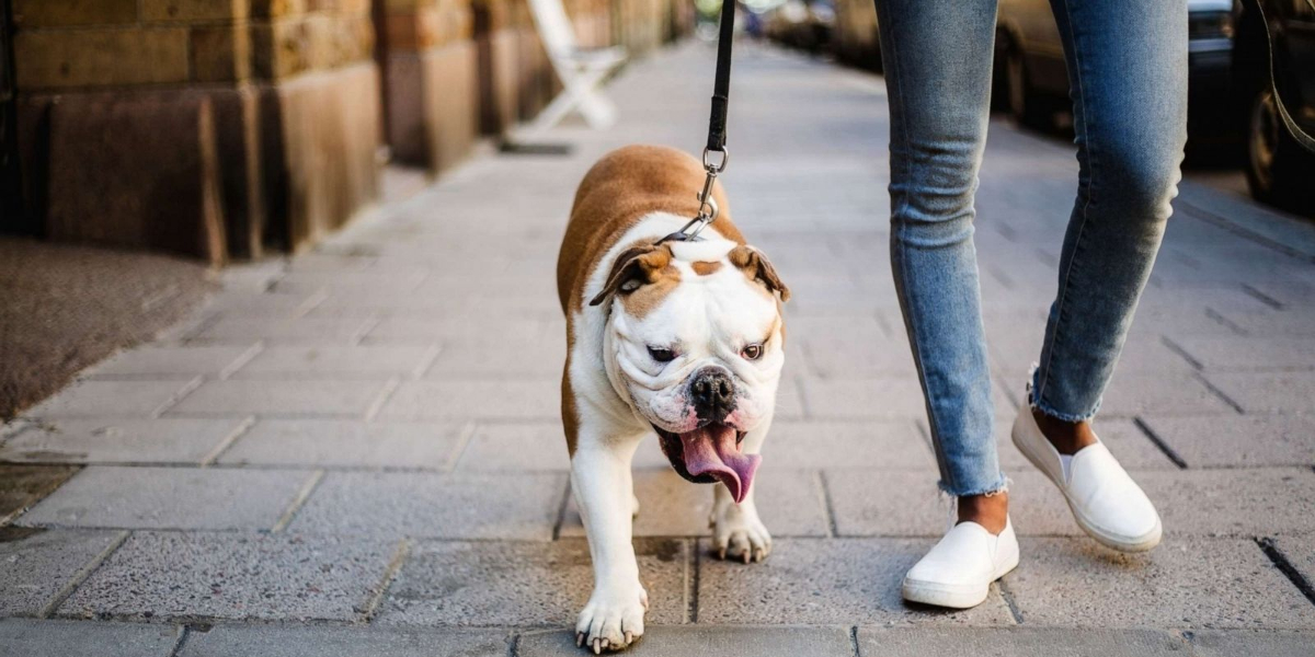 Anyone who owns a Pug or a French Bulldog should be cautious
