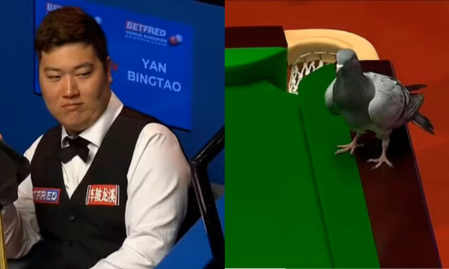 WATCH: A pigeon halts World Snooker Championship match