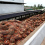 Indonesia’s prohibition on palm oil exports