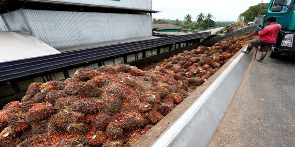 palm oil