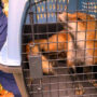 Fox attacks the congressman and others