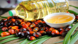 Indonesia bans palm oil exports