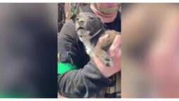 Rescuers retrieve a puppy alive from a house in bombarded Donetsk