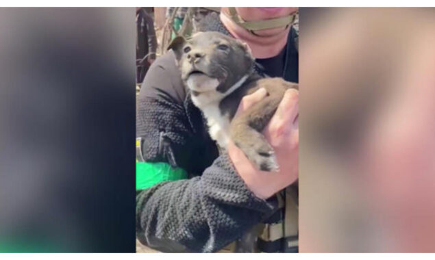 Rescuers retrieve a puppy alive from a house in bombarded Donetsk