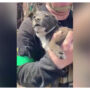 Rescuers retrieve a puppy alive from a house in bombarded Donetsk