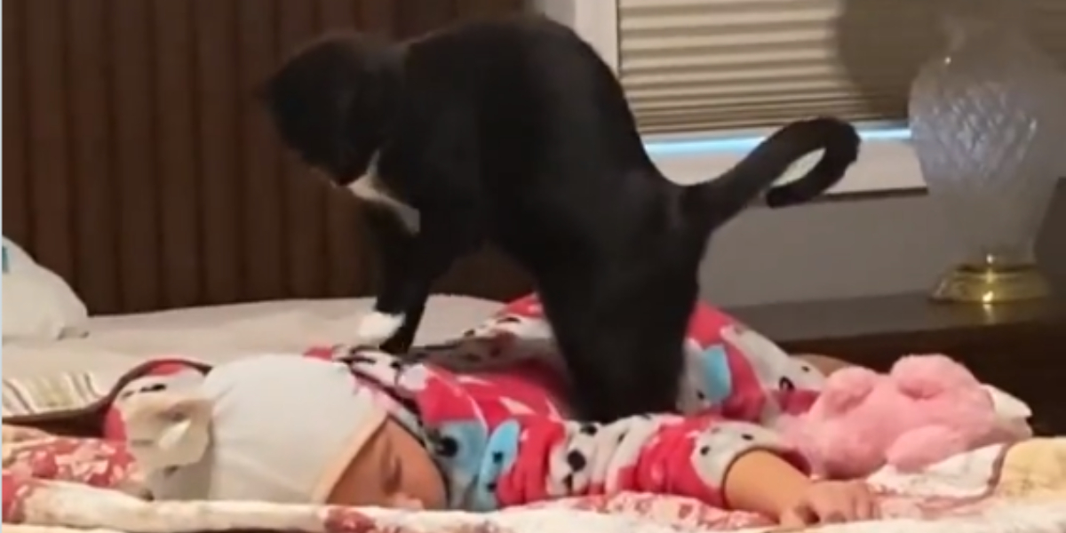 cat back massage