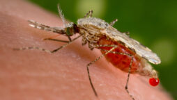 California to Use Genetically Engineered Mosquitos to Stop the Spread of Disease