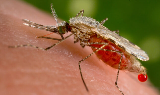 California to Use Genetically Engineered Mosquitos to Stop the Spread of Disease