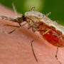 California to Use Genetically Engineered Mosquitos to Stop the Spread of Disease
