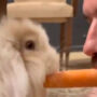 David Beckham splits carrot with family’s new bunny Coco