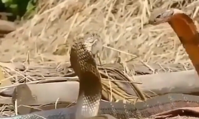 Watch: Naag Naagin Dance, two snakes twirling around each other gone viral on internet