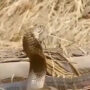 Watch: Naag Naagin Dance, two snakes twirling around each other gone viral on internet