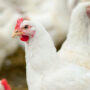 USDA says New Bird Flu cases identified in Pennsylvania And Utah