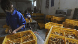 China reports first human case of H3N8 bird flu