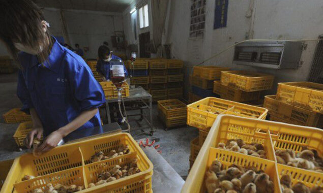 China reports first human case of H3N8 bird flu