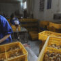 China reports first human case of H3N8 bird flu