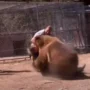 In this horrifying video, Rocky, the Hollywood bear, mauls a trainer to death by ripping his neck off
