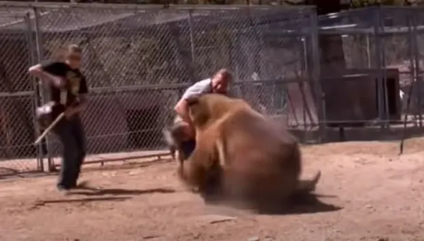 In this horrifying video, Rocky, the Hollywood bear, mauls a trainer to death by ripping his neck off
