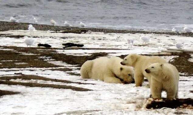 Biden reverses Trump decision to allow additional oil drilling in Arctic