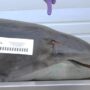 Officials are stunned by a fatal dolphin stab in Florida