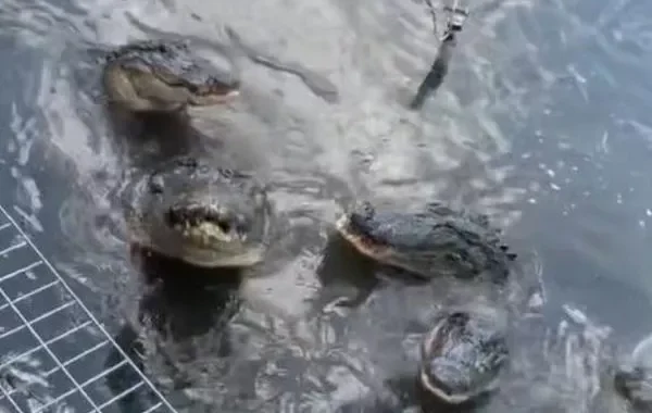 Alligators React to a Woman Who Says “He’s Big”