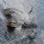 Alligators React to a Woman Who Says “He’s Big”