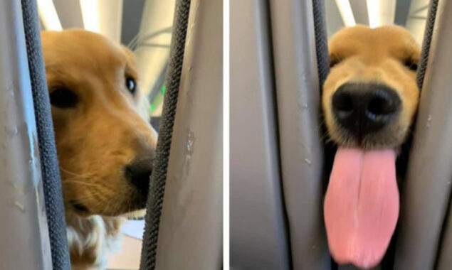 Dog asks for snacks on a airplane: WATCH