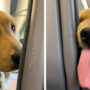 Dog asks for snacks on a airplane: WATCH