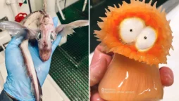 strange fish