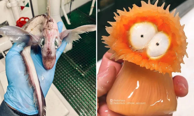 A strange fish that resembles a baby DRAGON has been caught by a Russian angler in the Norwegian Sea