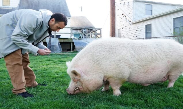 A pet pig becomes hero after it saves owner from fire