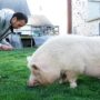 A pet pig becomes hero after it saves owner from fire