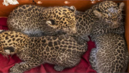 leopard cubs