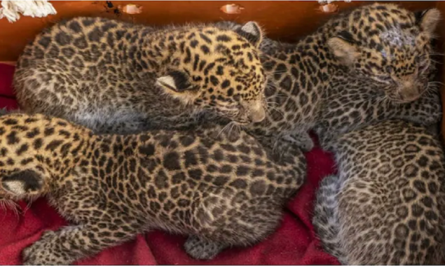 Viral Video: Leopard cubs are reunited with their mother after rescued