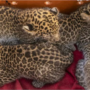 Viral Video: Leopard cubs are reunited with their mother after rescued