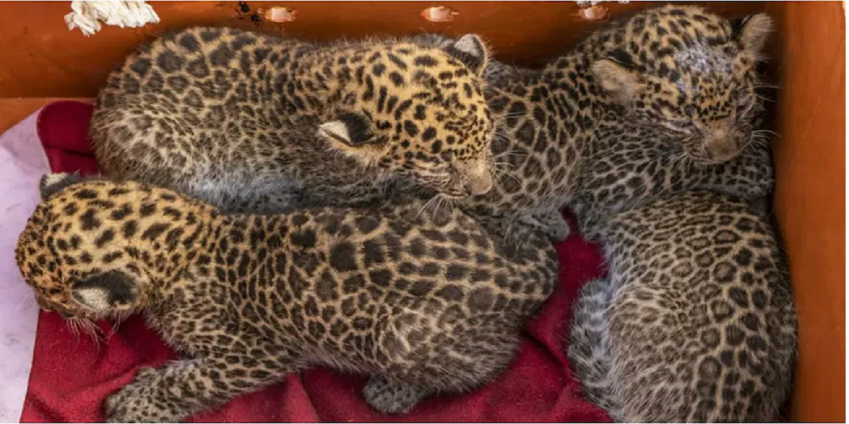 leopard cubs