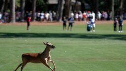 PGA Tour: Deer and alligator show off at RBC Heritage