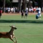 PGA Tour: Deer and alligator show off at RBC Heritage